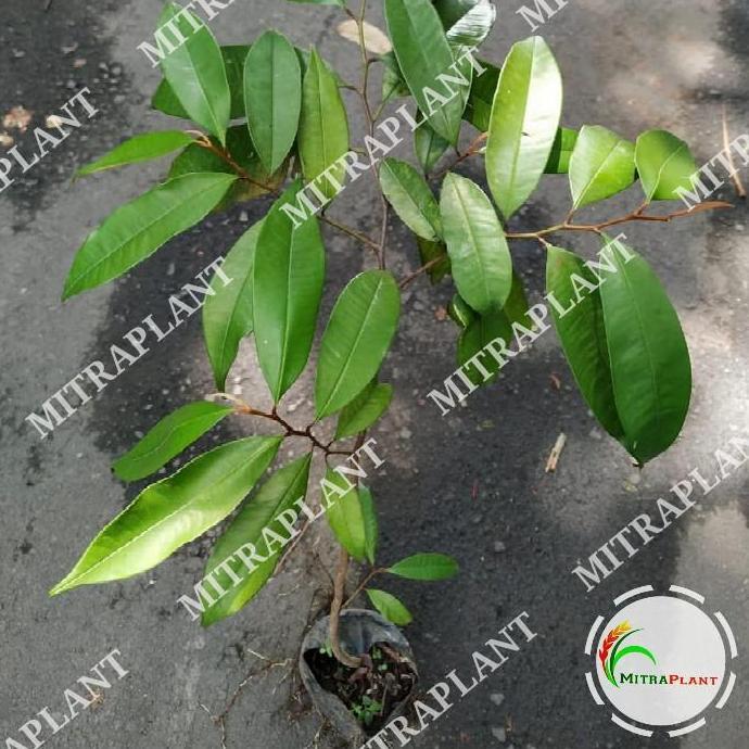 Bibit Pohon So Duren Tanaman Buah So Duren Pohon So Ijo Kenitu HALAL