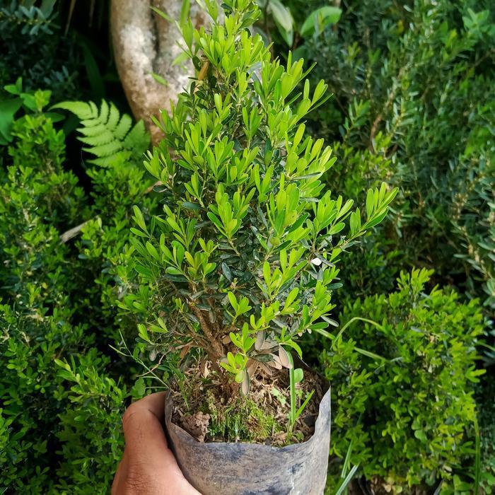 Tanaman Bahan Bonsai Boxus Alami Batang Besar