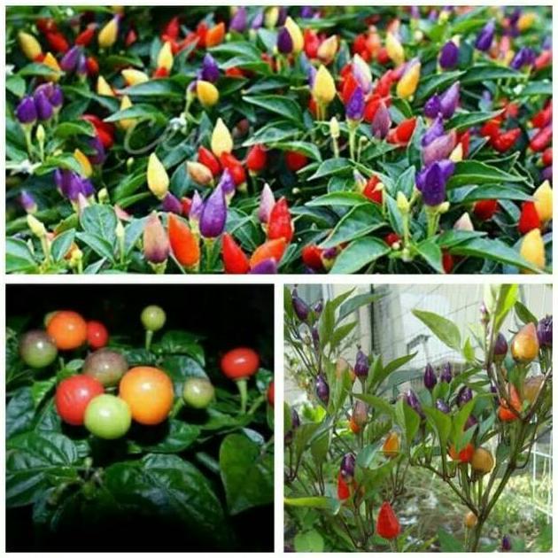 Paket Benih - Biji - Bibit 10 Jenis Cabe Unik Hias Cabai Warna Warni Ornamental Cabe Pelangi