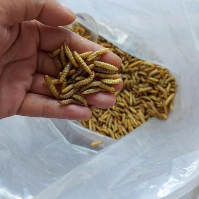 Fishtoday- Pakan Maggot Magot Bsf 1Kg