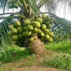 BIBIT KELAPA PANDAN WANGI IMPORT THAILAND
