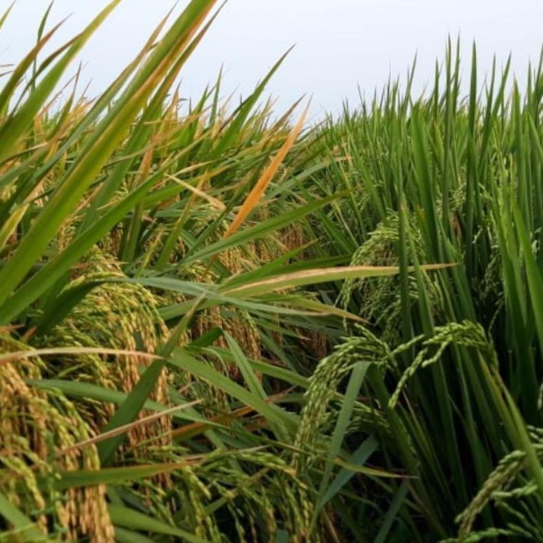 Bisa Cod Benih Bibit Padi Unggul If 16 5Kg Berkualitas >>