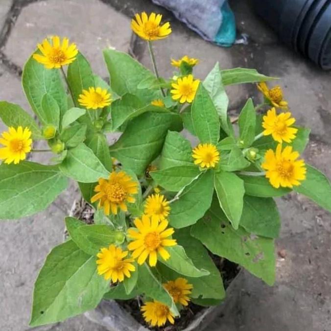 Flowbty- Tanaman Hias Bunga Matahari Mini - Bunga Matahari Kecil - Bunga Kuning