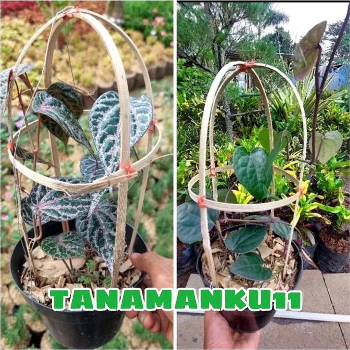 Paket 2 tanaman sirih merah sirih hitam plus pot