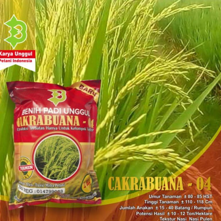 Bisa Cod Padi Cakrabuana 04 / Padi Unggul Cakrabuana 04 >>