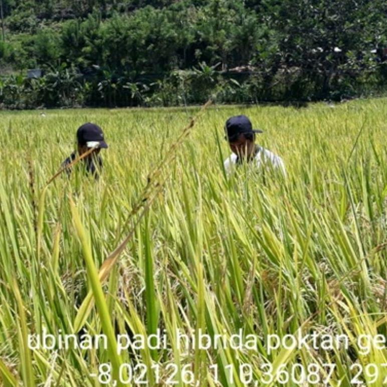 Bisa Cod Biji Padi Unggul Ir64 / Ir 64 / Padi Ir64 >>