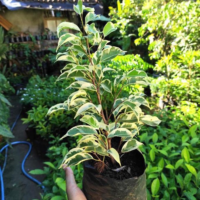 Beringin Putih Variegata Bringin Putih Varigata Ficus Benjamina