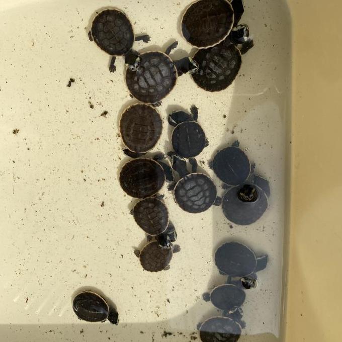 Kura Kura Dada Merah Damer Grade A