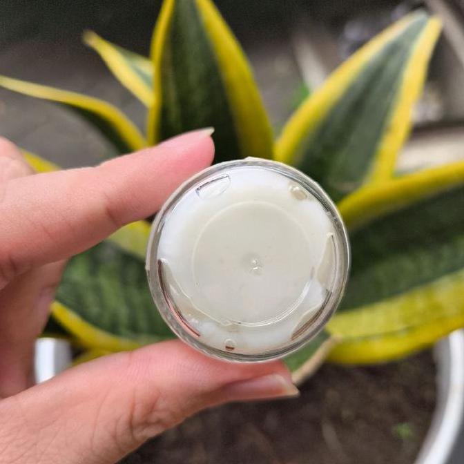 Obat Jamur Kura, Obat Abses Kura, Gentamine Salep, Salep Kura