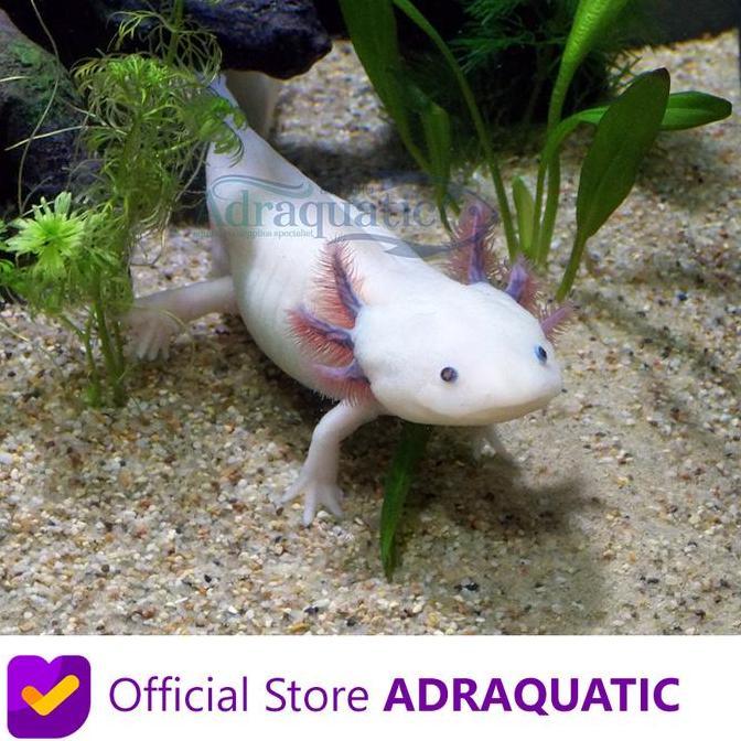 jazari.helmi - axolotl putih mata hitam leucistic white dogfish salamander fish