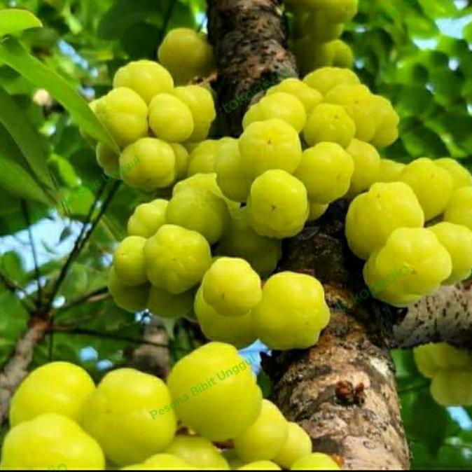 Bibit Cermai / Bibit Cerme Unggul/ Bibit Tanaman Buah Cermai Asli