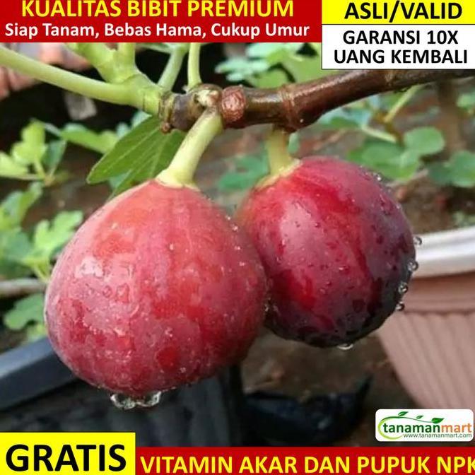 Bibit Tin Merah Asli Bergaransi, Pohon Buah Cangkok