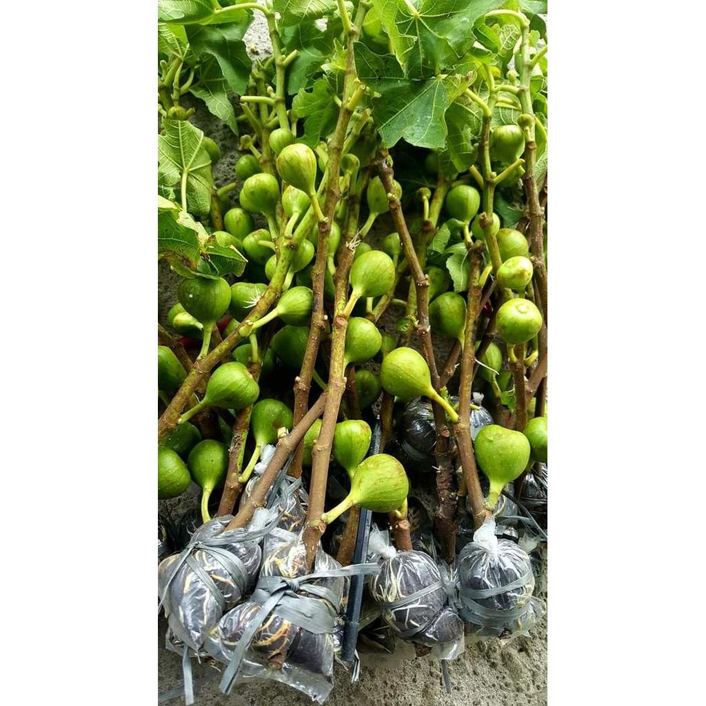 Bibit Buah Tin Fresh Cangkok Sudah Berbuah