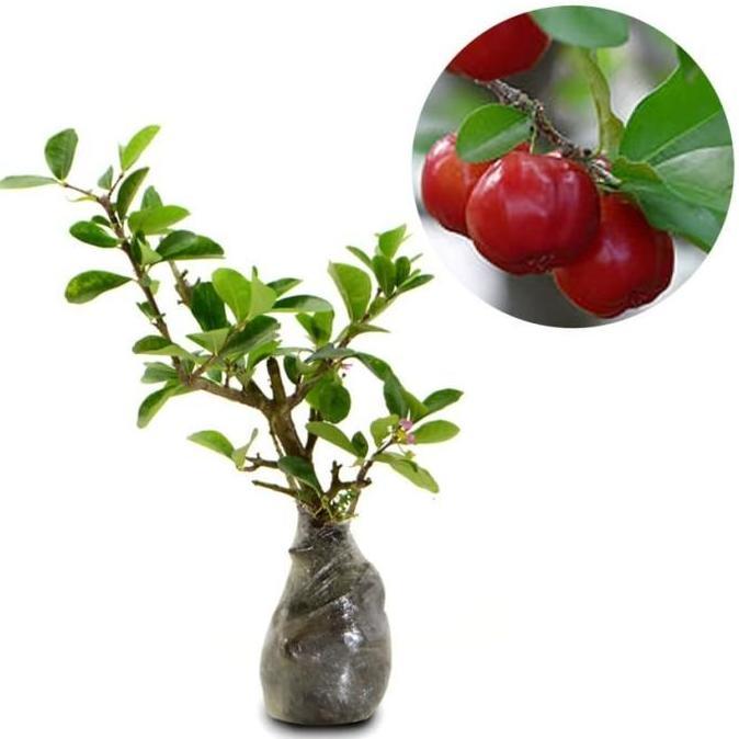 Bibit Tanaman Buah Cherry Barbados-Barbados Ceri