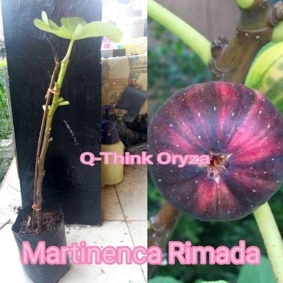 Bibit Pohon buah Tin