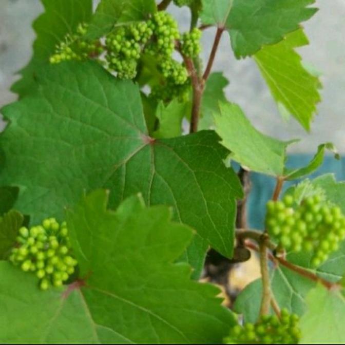 BIBIT TANAMAN BUAH ANGGUR BERBUNGA/ BIBIT ANGGUR BERBUNGA/BERBUAH ASLI