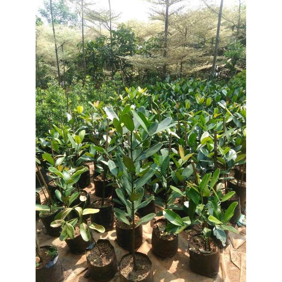 Bibit Tanaman Garcinia jenis Tanaman dengan buah berkhasiat