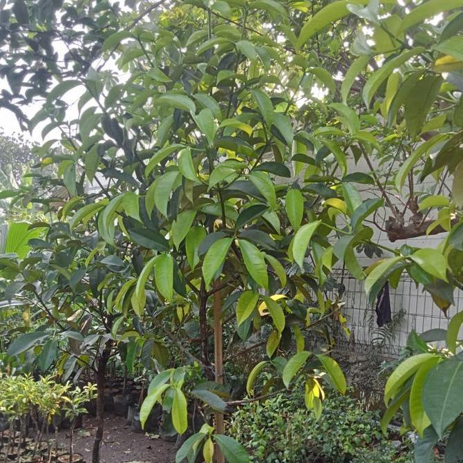 Bibit Pohon Manggis Siap Buah/ Pohon Manggis 2mtr siap Berbuah
