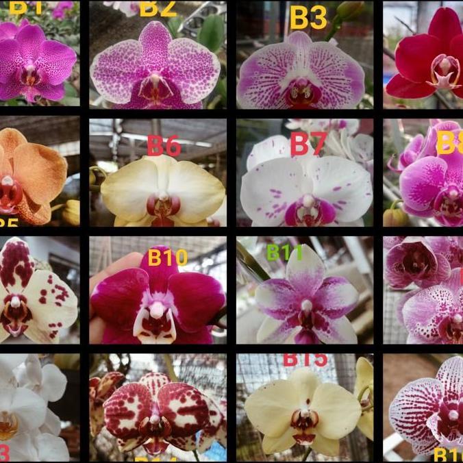 Thebest- Remaja Anggrek Bulan Phalaenopsis Hybrid Warna Koleksi Bibit Bunga