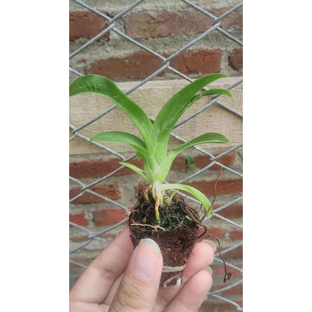 Thebest- Seedling Anggrek Grammatophyllum Citrinum