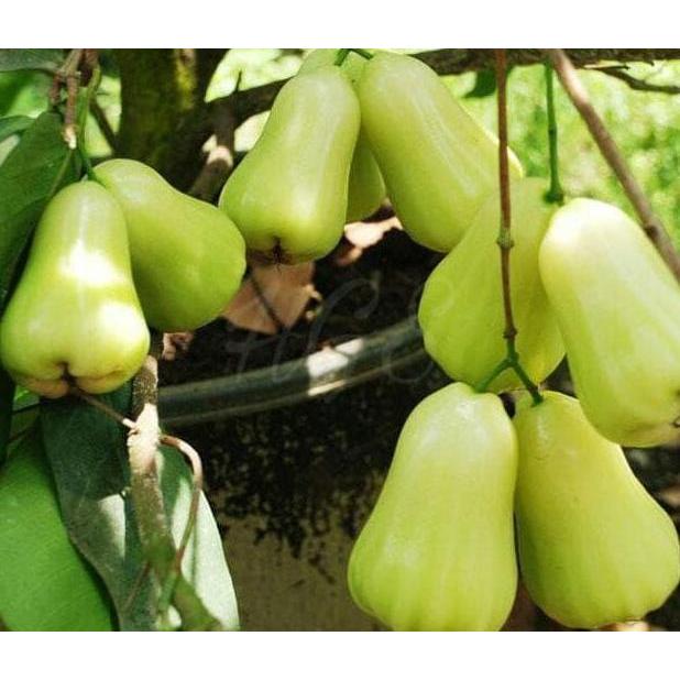 Bibit Tanaman Buah Jambu Air Madu Deli Segar