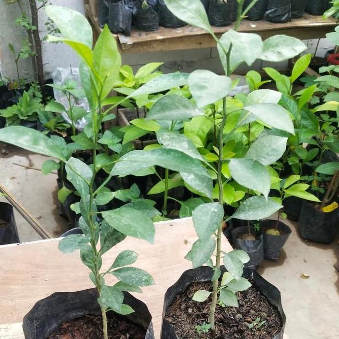 Bibit Pohon Jeruk Lemon Cui - Tanaman Buah Jeruk Lemon Cui - Lemon Cui