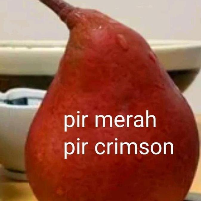 Bibit buah pir merah cangkok