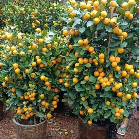 Bibit Tanaman Buah Jeruk Santang Madu Besar Sudah Berbuah pohon hidup