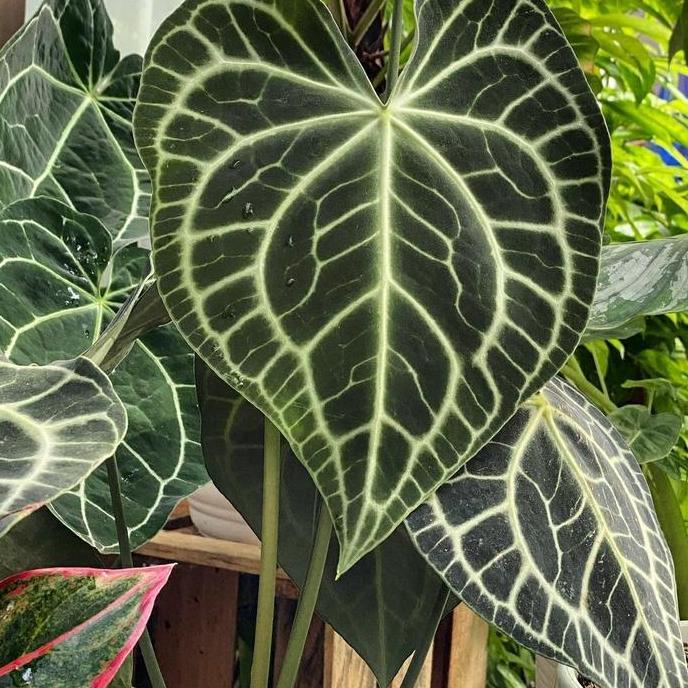 Ground- Anthurium Clarinervium/Kuping Gajah Tarantula/Kuping Gajah Karet