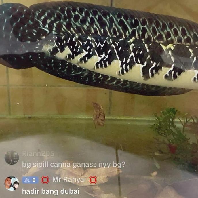 Fishbou- Pelet Supplement Black Diamond