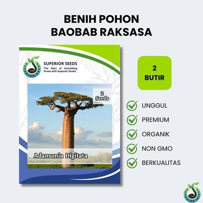 Biji Benih Pohon Baobab Raksasa (Superior Seeds)