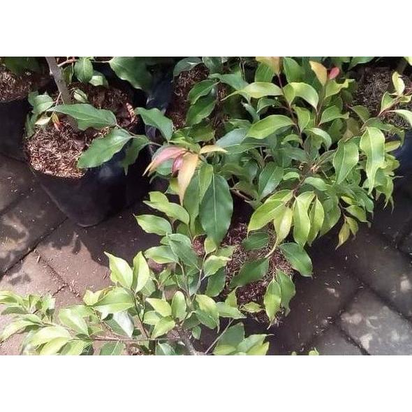 Bibit Tanaman Buah Plum ssie-Bibit Buah Plum si