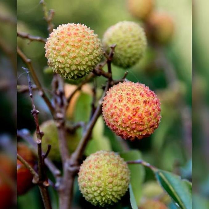 TANAMAN BUAH Bibit Buah Leci Hij / Leci Madu Hasil Cangkok, Siap