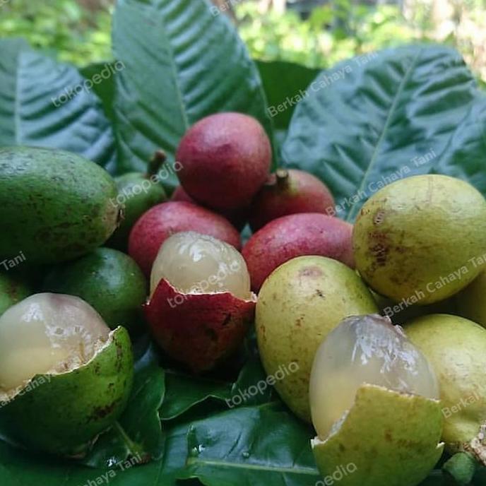 Bibit Tanaman Buah Matoa Merah Cangkok-Pohon Matoa Merah Hasil Cangkok