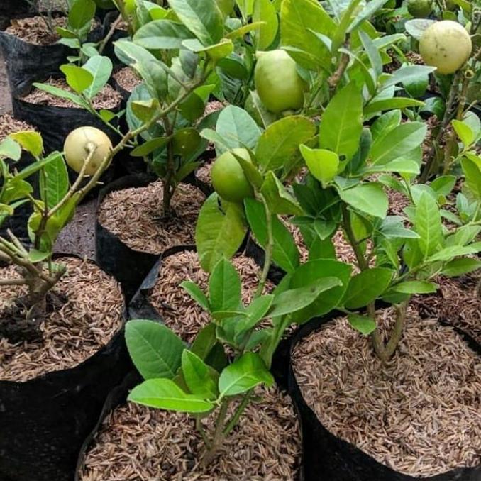 Bibit Buah Jeruk Lemon California Berbuah Asli Terjamin