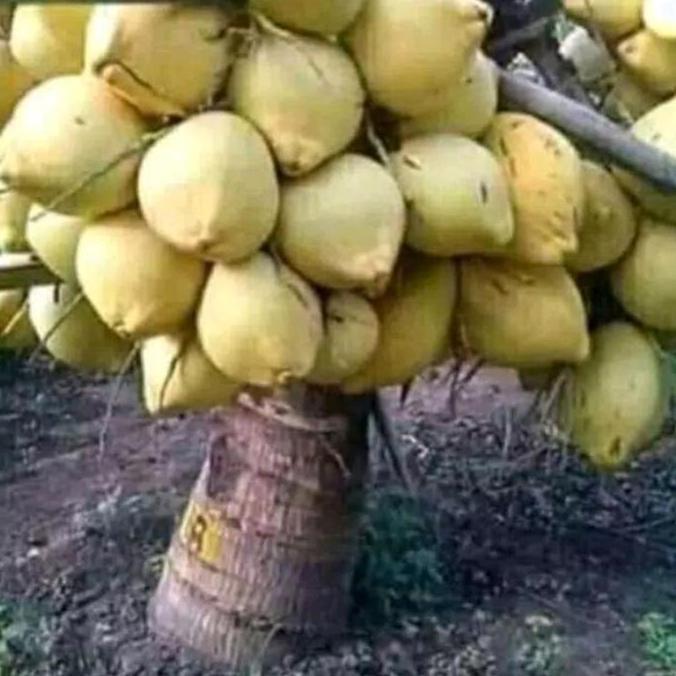 Bibit Kelapa Hibrida Kuning Pendek Cepat Buah