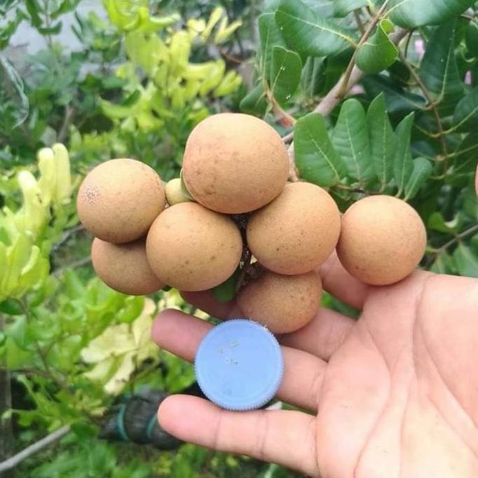 Bibit Buah Kelengkeng Pingpong Tabulampot