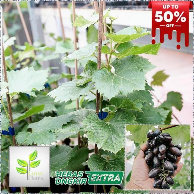 bibit buah anggur import - bibit anggur akademik