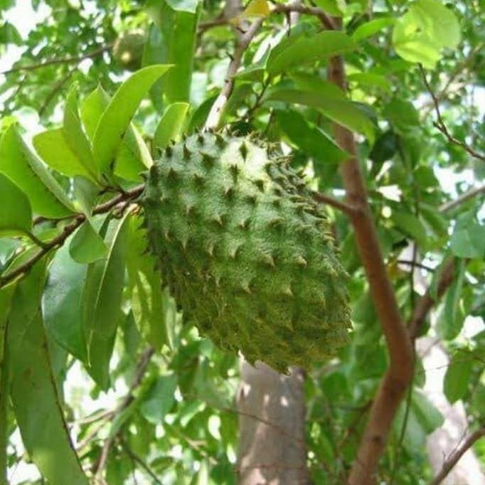 Bibit Pohon Sirsak Madu/Buah Sirsak Madu/Tanaman Sirsak