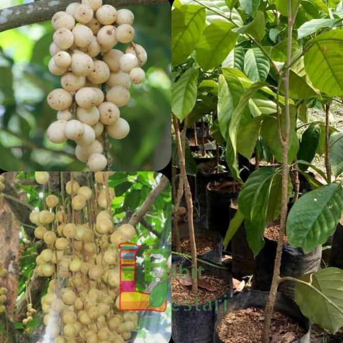 bibit buah Langsat / langsep