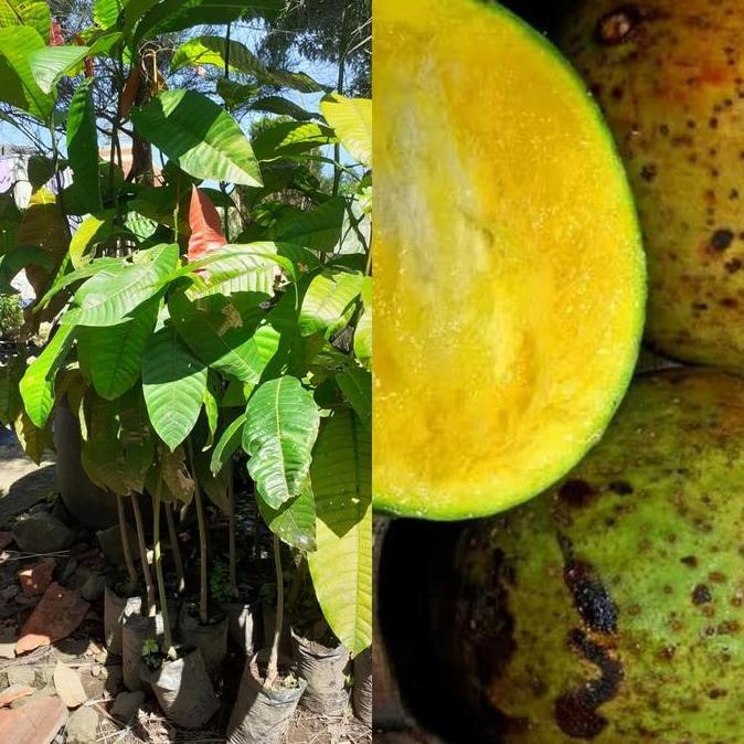 BIBIT POHON BUAH LIMUS - BUAH MANGGA BACANG