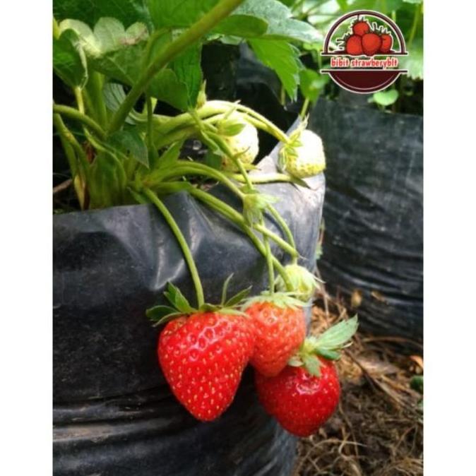 bibit tanaman strberry nyoho buah cocok untuk dataran rendah