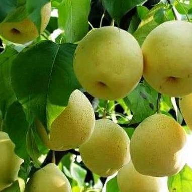 bibit tanaman buah pear cangkok