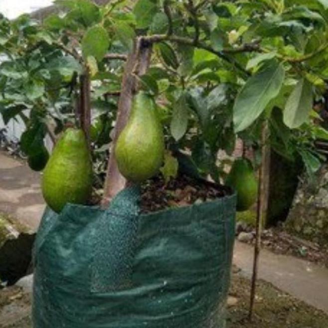 bibit alpukat alator pohon tanaman buah dalam pot