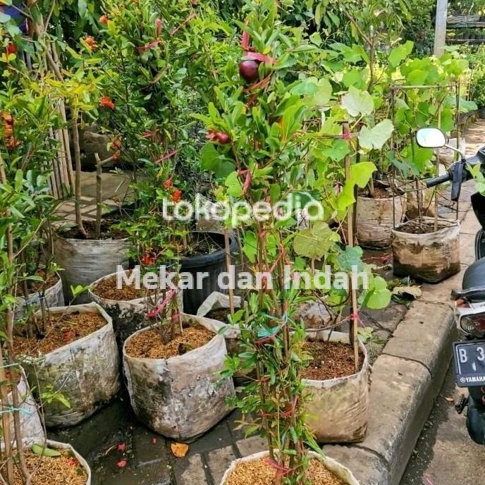 Pohon Buah Delima Hitam, Bibit Tanaman Buah Delima Hitam -Hs