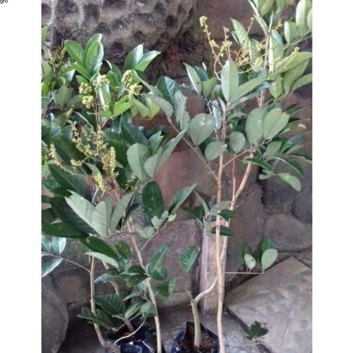 fres tanaman bibit buah rambutan binjai sudah berbunga dan berbuah