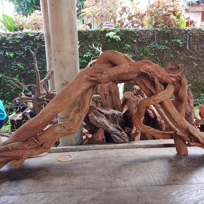 kayu santigi gunung aquascape