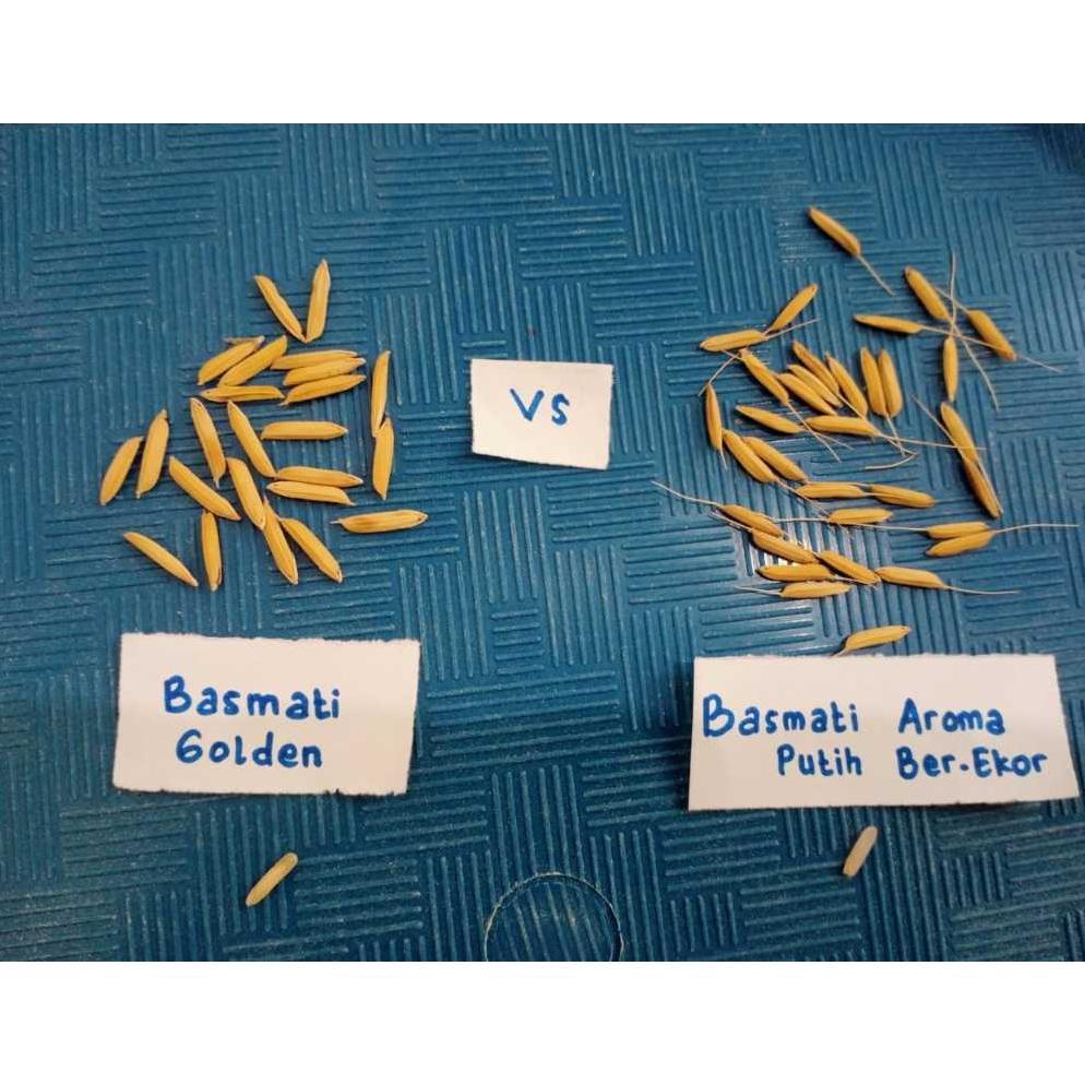 Bisa Cod Benih Padi Basmati Aromatik Baroma 1Kg Unggulan >>