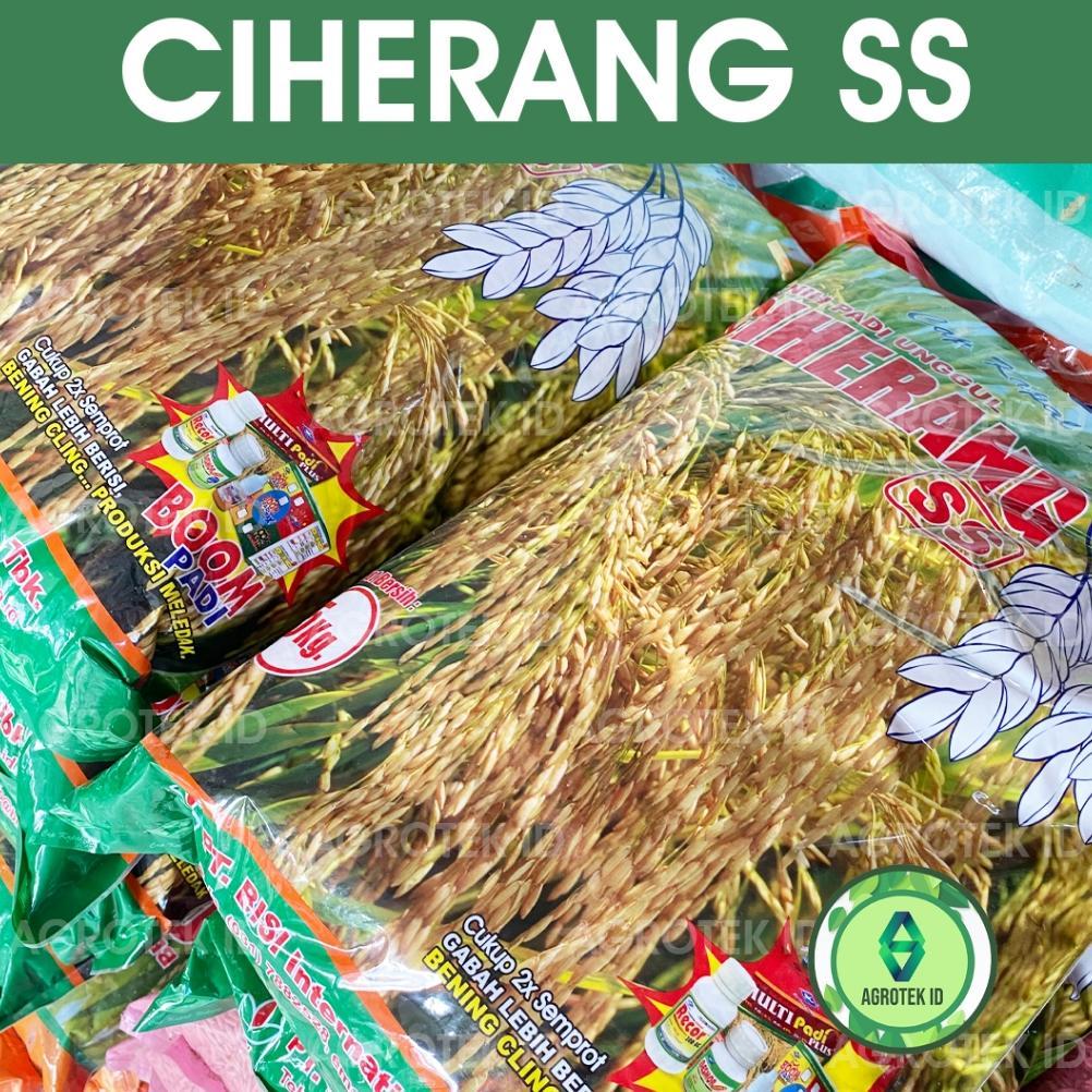 Bisa Cod Benih Padi Ciherang Ss 5 Kg Cap Kapal Terbang >>
