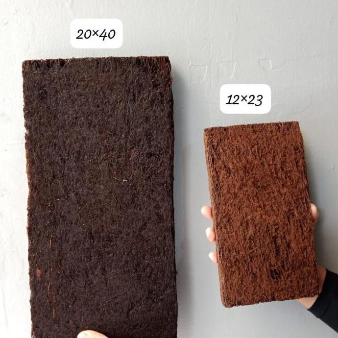 Taman- Pakis Papan Besar, Media Tanam Anggrek, Pakis Papan Jumbo, Kw1